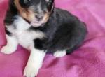 Šeltie - sheltie, pejsci s PP
